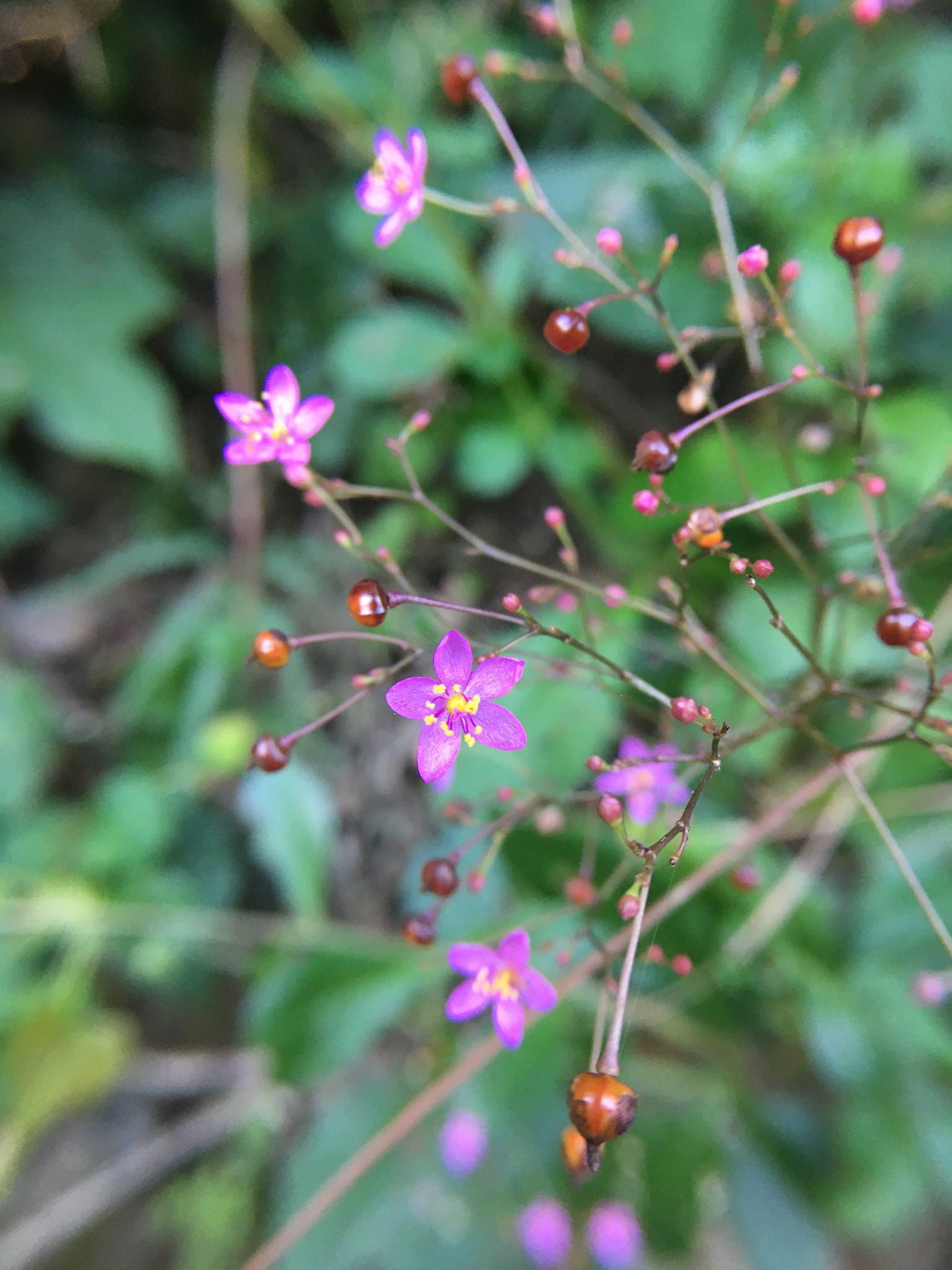 Talinum paniculatum 'Variegatum'